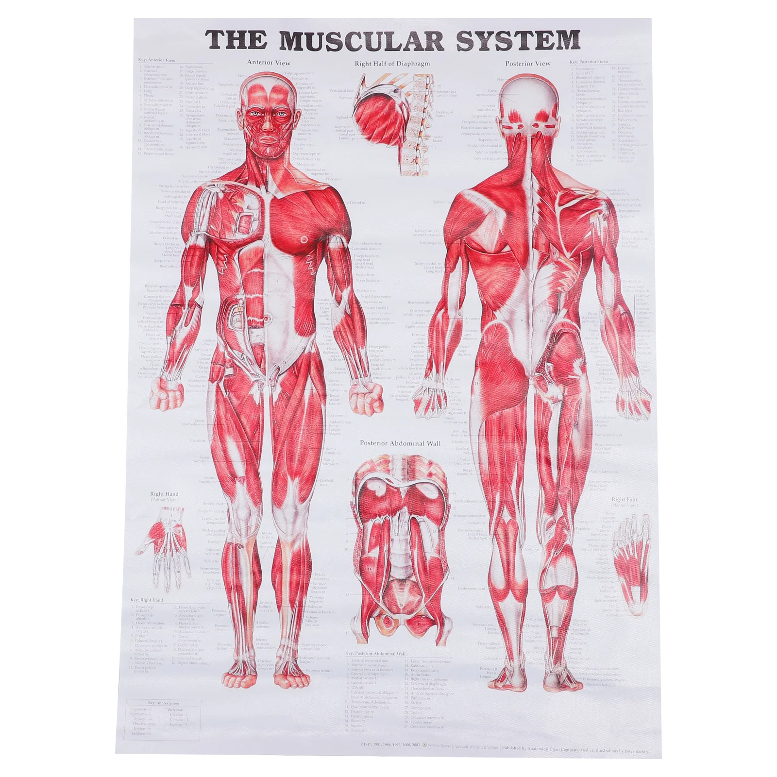 Anatomijas Plakātu Muskuļu Sistēma, Muskuļu Anatomiju Diagrammas Sienas Karājas Plakāts